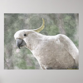 Australiens svavel Crested Cockatoo Poster