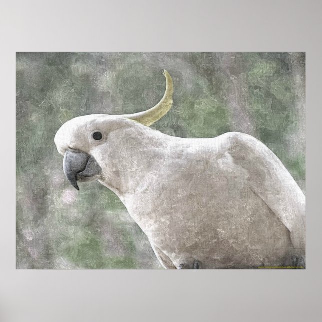 Australiens svavel Crested Cockatoo Poster (Framsidan)