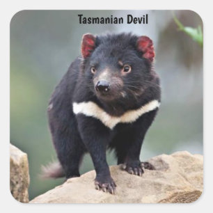 Australiens Tasmanian Djävulen Fyrkantigt Klistermärke