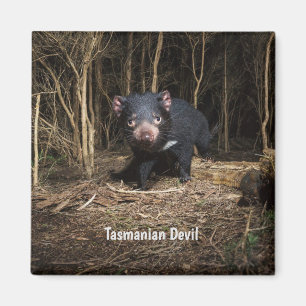 Australiens Tasmanian Djävulen Magnet