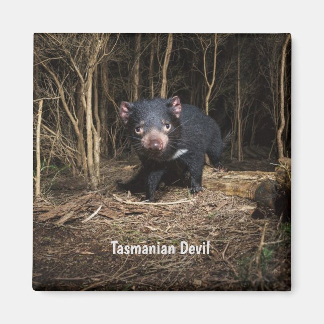 Australiens Tasmanian Djävulen Magnet (Framsidan)