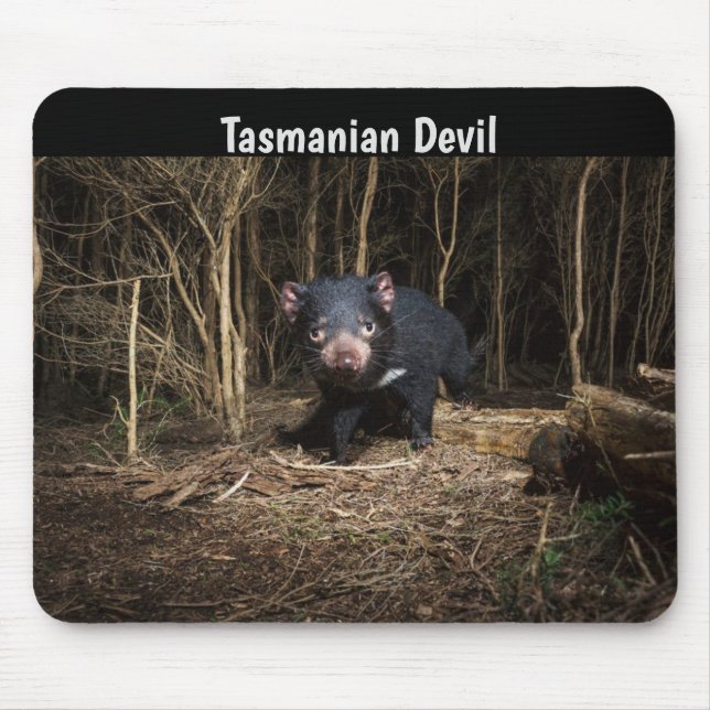 Australiens Tasmanian Djävulen Musmatta (Framsidan)