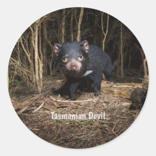 Australiens Tasmanian Djävulen Runt Klistermärke
