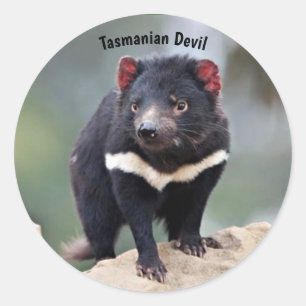 Australiens Tasmanian Djävulen Runt Klistermärke