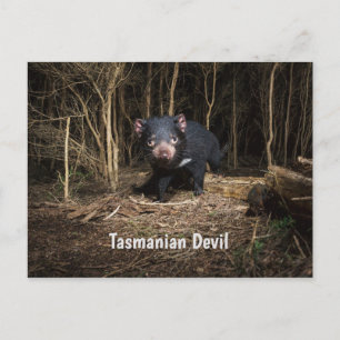 Australiens Tasmanian Djävulen Vykort