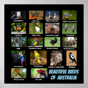 Australiens vackra fåglar poster