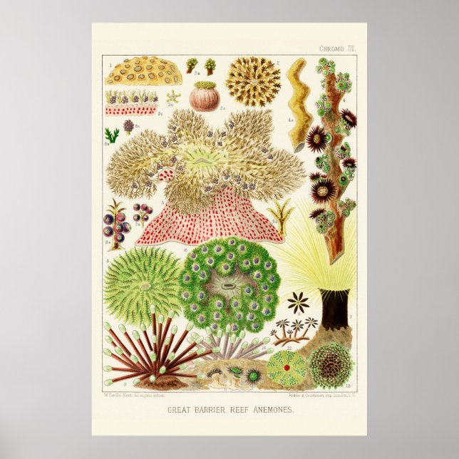Australiens Vintage Underbar Barrier Reef Poster (Framsidan)