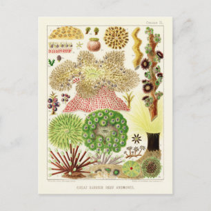 Australiens Vintage Underbar Barrier Reef Poster Vykort
