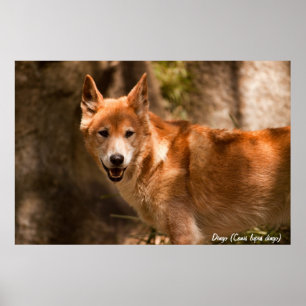 Australiensisk dingoaffisch poster
