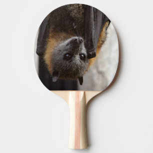 Australiensisk fladdermöss pingisracket