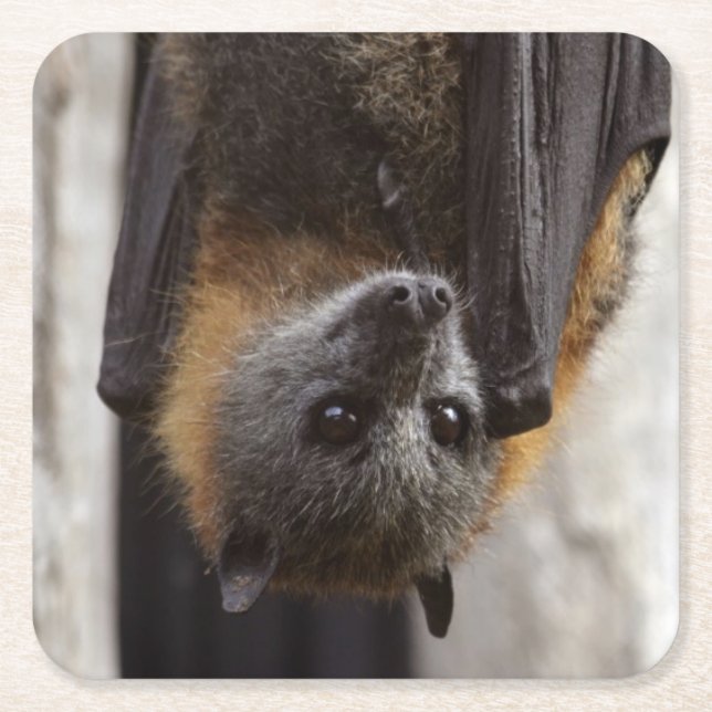 Australiensisk fladdermöss underlägg papper kvadrat (Framsidan)