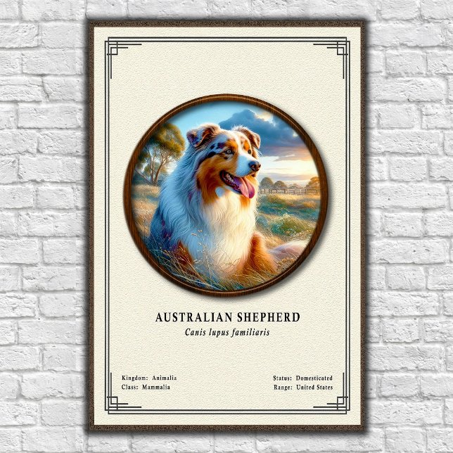 Australiensisk herdehund Zoologisk serie Poster (Skapare uppladdad)