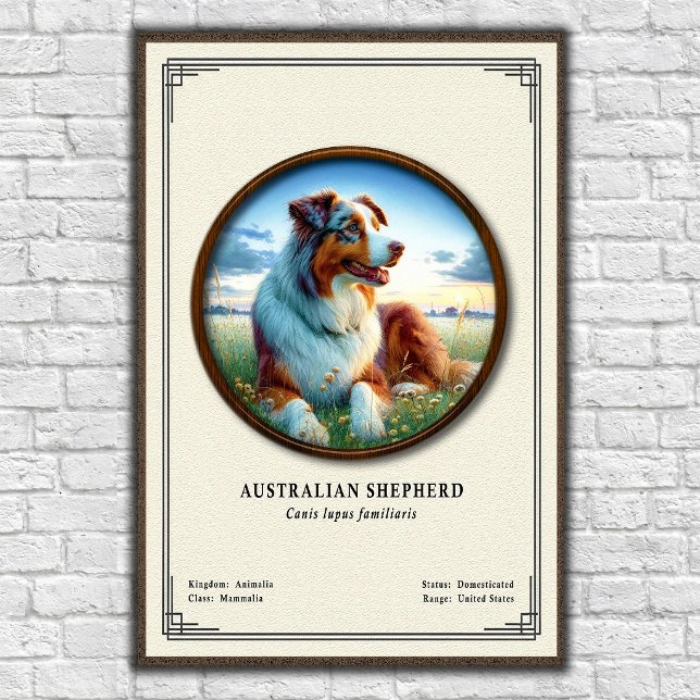 Australiensisk herdehund Zoologisk serie Poster (Skapare uppladdad)