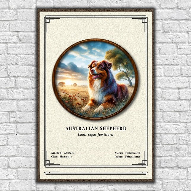 Australiensisk herdehund Zoologisk serie Poster (Skapare uppladdad)