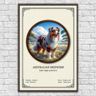 Australiensisk herdehund Zoologisk serie Poster