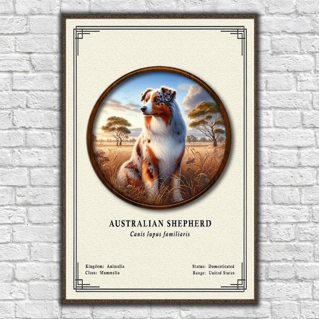 Australiensisk herdehund Zoologisk serie Poster (Skapare uppladdad)