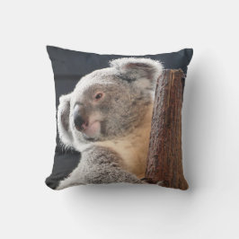 Australiensisk Koala Kudde