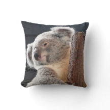 Australiensisk Koala