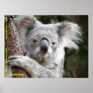 Australiensisk Koala Poster