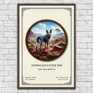 Australiensisk nötkreaturshund Zoologi-serie Poster