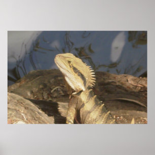 Australiensisk östlig vattendrake poster