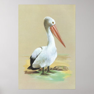 Australiensisk pelikan - Pelecanusconspicillatus Poster
