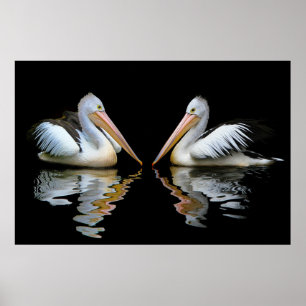 Australiensisk pelikanbakgrund poster