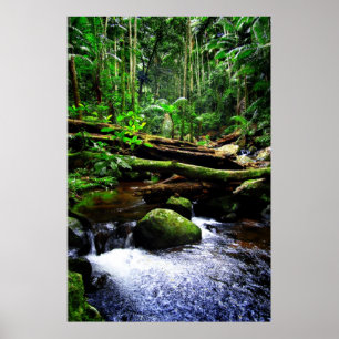 Australiensisk Rainforest Poster