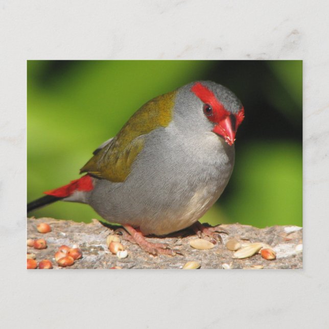 Australiensisk Röd-Browed Firetail Finch Vykort (Framsida)
