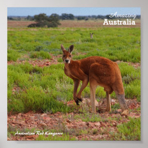 Australiensisk röd känguruaffisch poster
