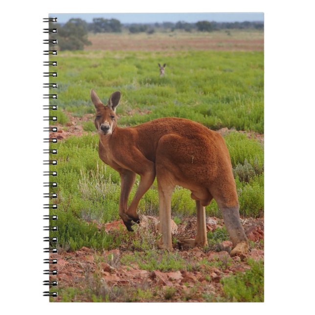 Australiensisk röd känguruanteckningsbok anteckningsbok (Framsidan)