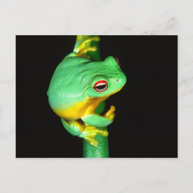 Australiensisk rödögd trädfrosk, Litoria chloris, Vykort (Framsida)