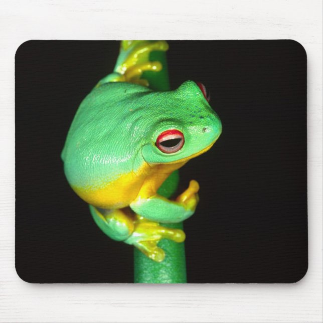 Australiensisk rödögd trädgroda, Litoria chloris, Musmatta (Framsidan)