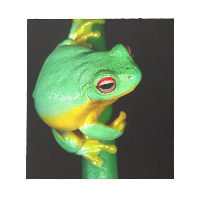 Australiensisk rödögd trädgrodor, Litoria chloris, Anteckningsblock (Framsida)