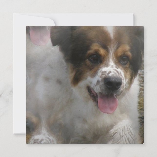 Australiensisk Sheherd valpinbjudan Inbjudningar (Framsida)