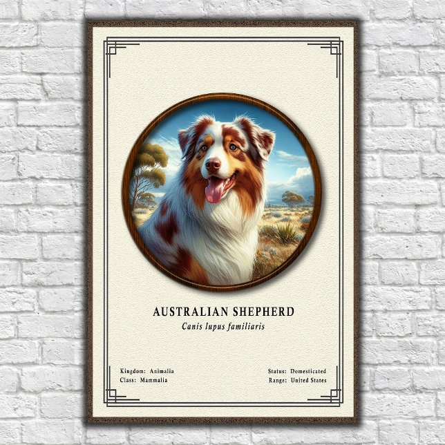 Australiensisk Shepherd Zoologi Serie Poster (Skapare uppladdad)