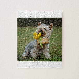 Australiensisk silkeslen Terrierhund Pussel
