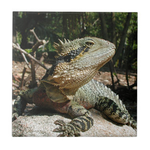 Australiensisk vattendrake kakelplatta
