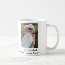Australiensiska Galah (steg den gick mot Kaffemugg