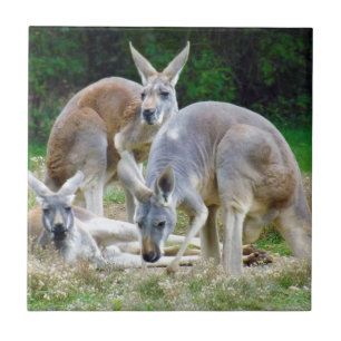 Australiensiska kängurur som kopplar av i solen kakelplatta