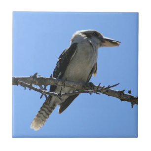 Australiensiska Kookaburra Kakelplatta