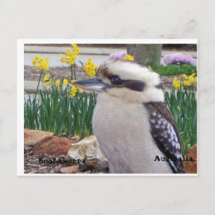 Australiensiska Kookaburra Vykort