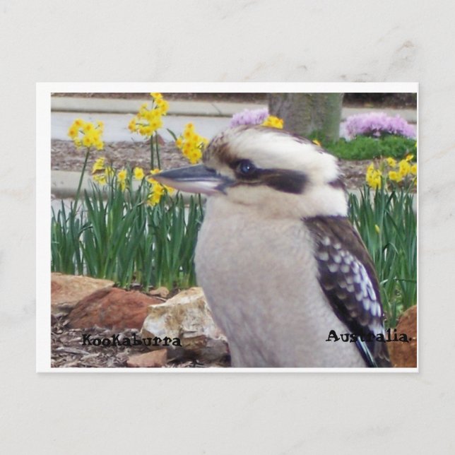 Australiensiska Kookaburra Vykort (Framsida)
