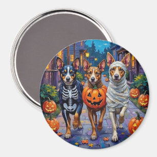 Australiensiska nötköter som går runt på halloween magnet