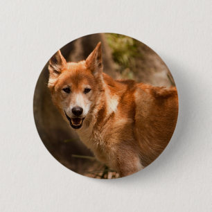 Australiensiskt Dingoemblem Knapp