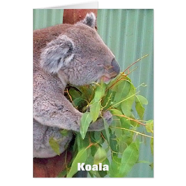 Australiensiskt djurlivkort OBS kort (Framsidan)