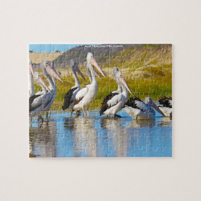 Australienska pelikaner pussel (Horisontell)