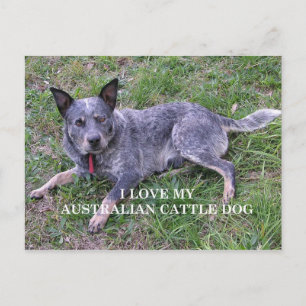 Australisk boskap hund kärlek w pic vykort