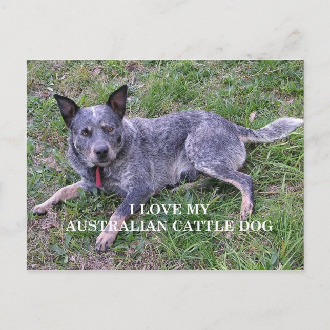 Australisk boskap hund kärlek w pic vykort (Framsida)
