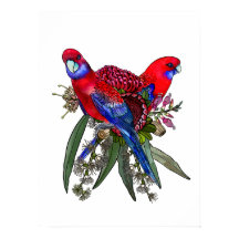 Australisk Crimson Rosella och vildblomsbukett